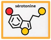 molécule sérotonine encadrée